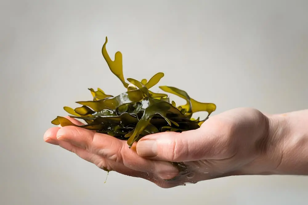 疗程与恢复期的营养支持策略——褐藻糖胶产品