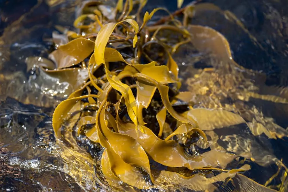 不同海藻来源、结构与活性影响褐藻糖胶效果